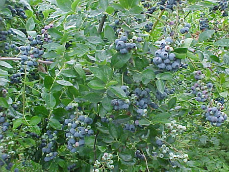 Rabbiteye Blueberry