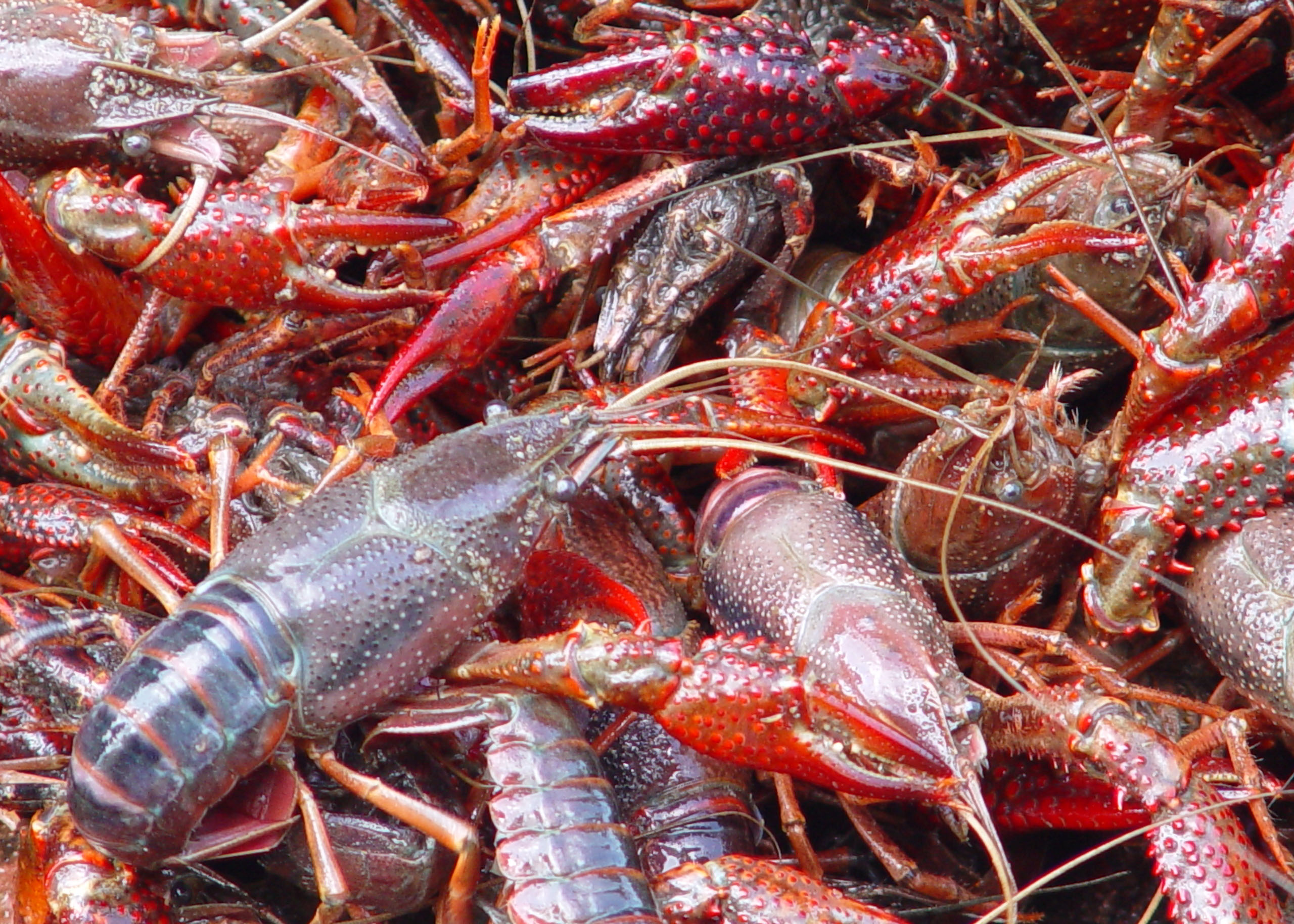 Evolution of the Louisiana Crawfish Industry 