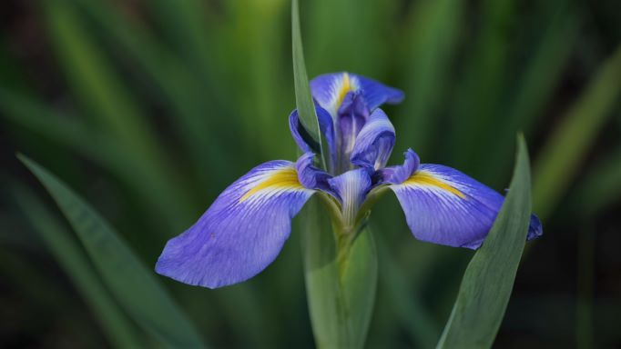 Get It Growing: Louisiana iris is spring Louisiana Super Plant