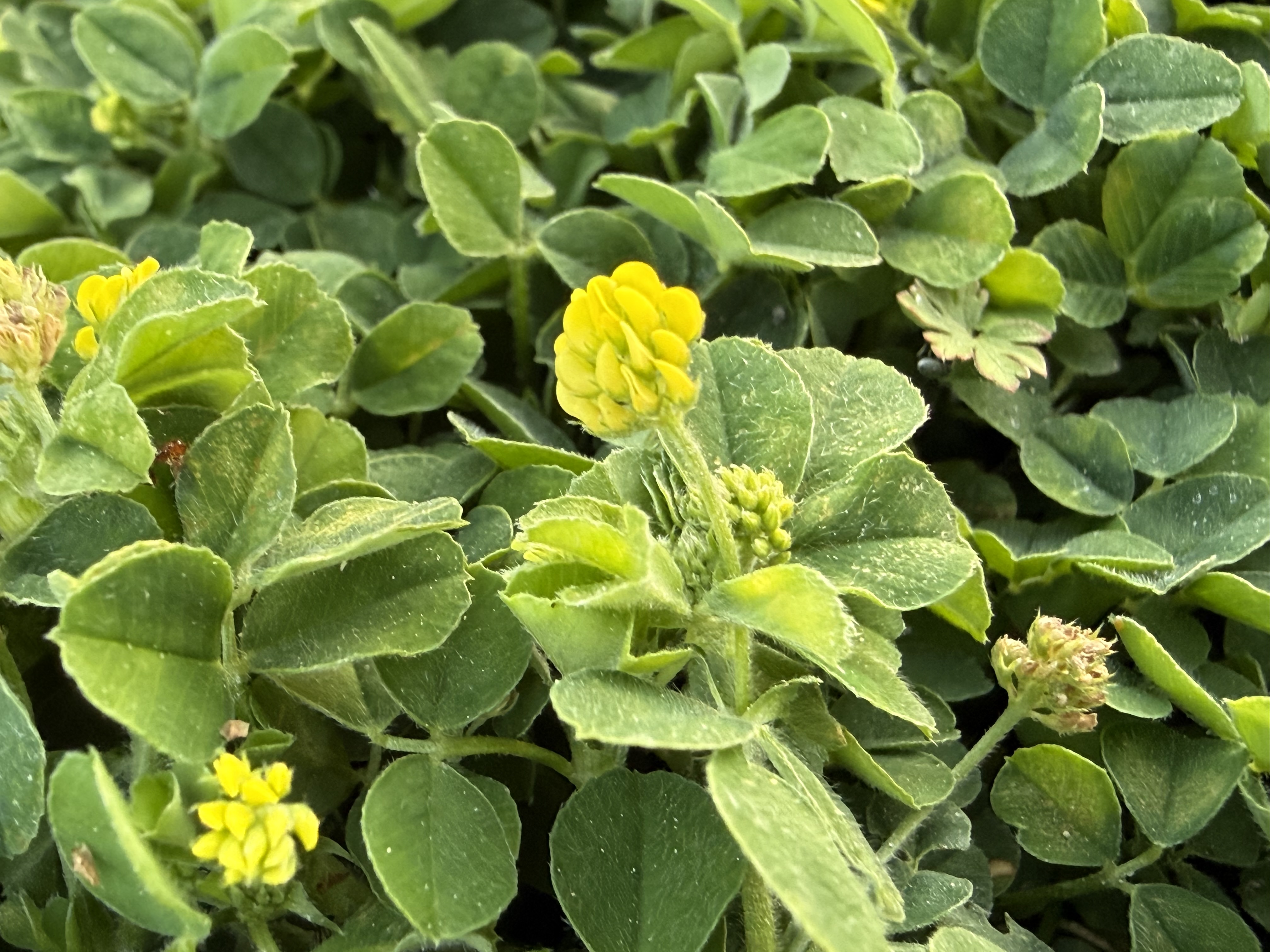 Close up of yellow flower among green leaves.