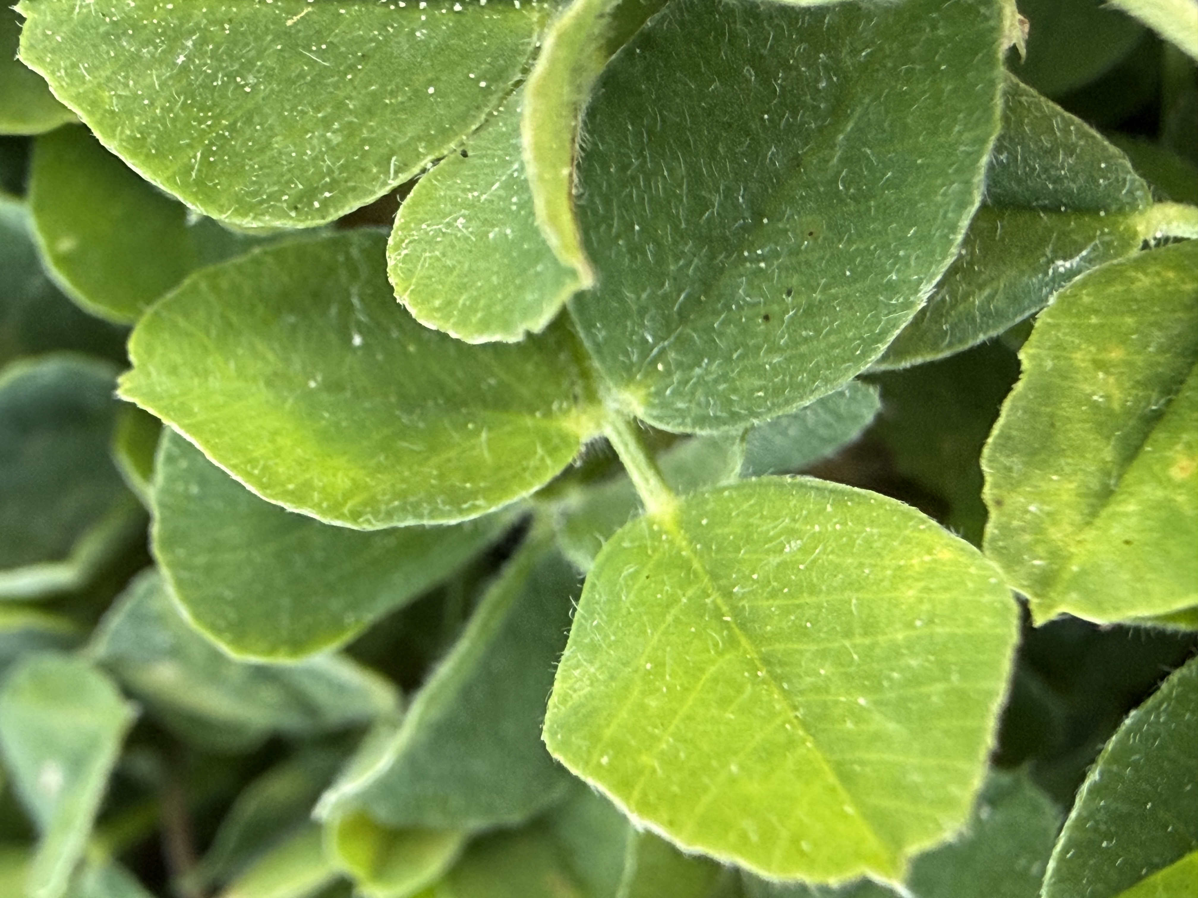  Close up of green leaves from black medic plant.