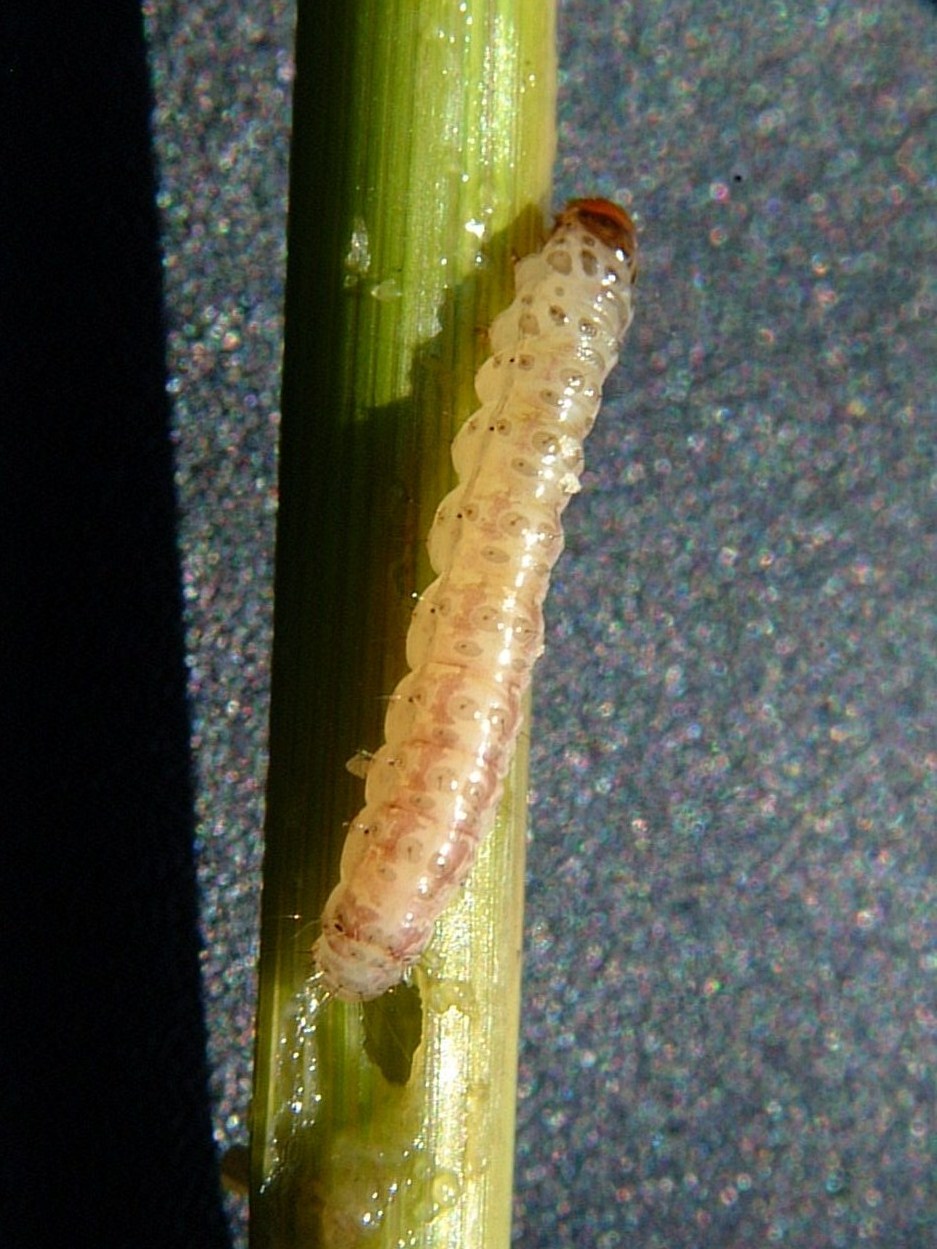 Sugarcane Borer