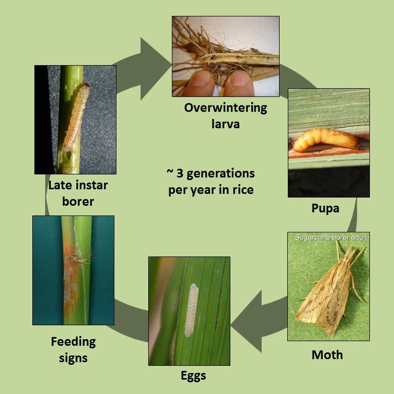 life cycle