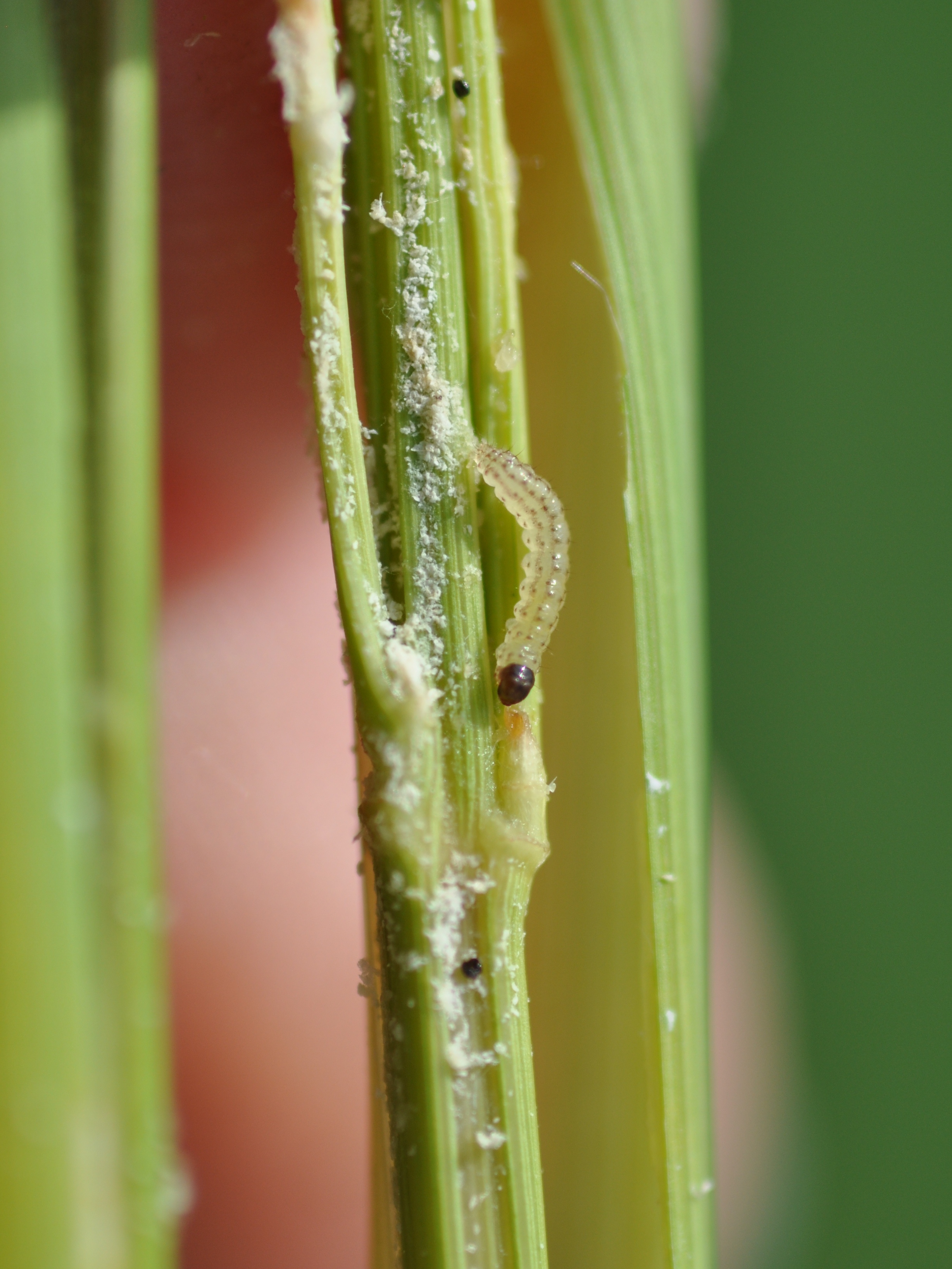 early instar larva