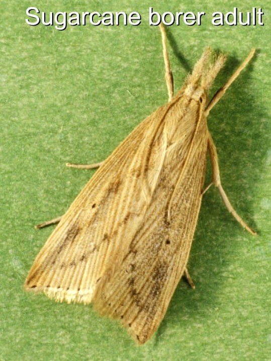 scb moth