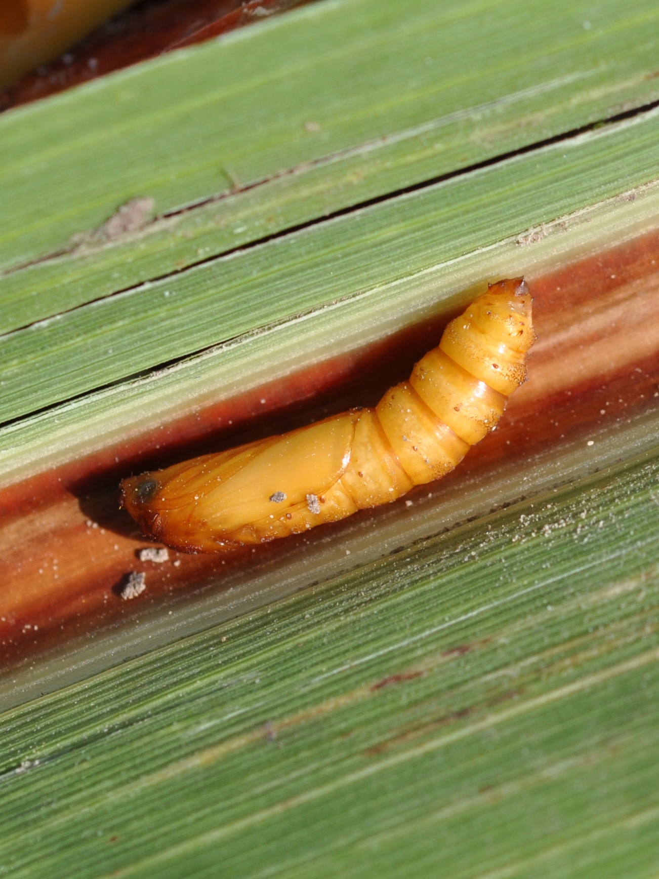 scb pupa