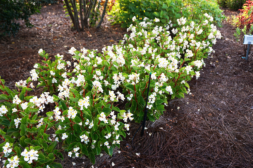 Landscaping featuring a cluster of bushes with white flowers.