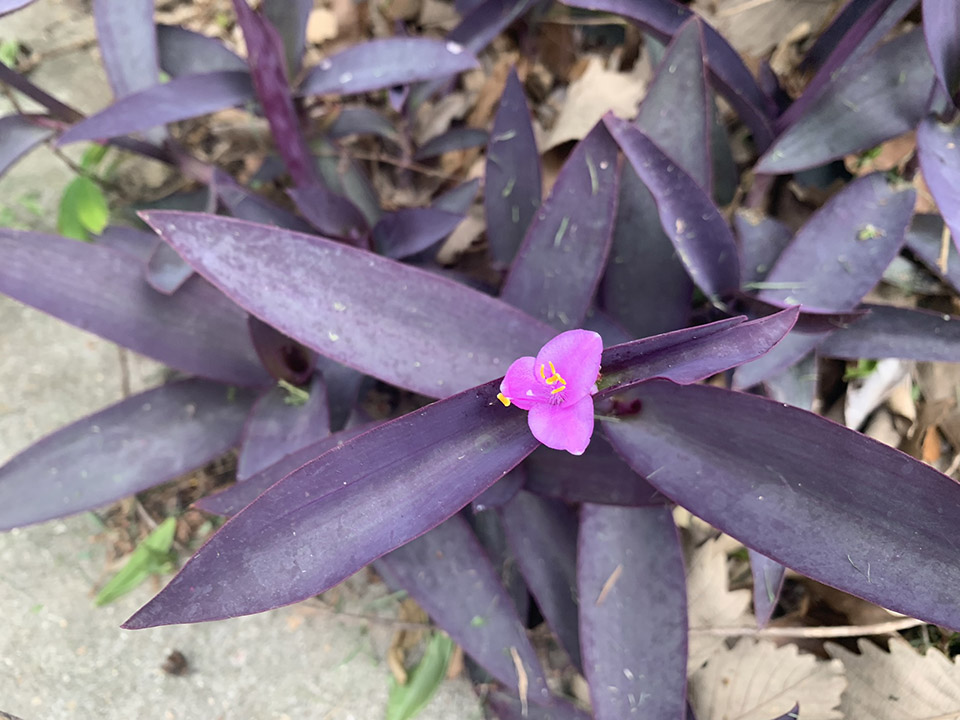 Bush with purple leaves and a pink flower.