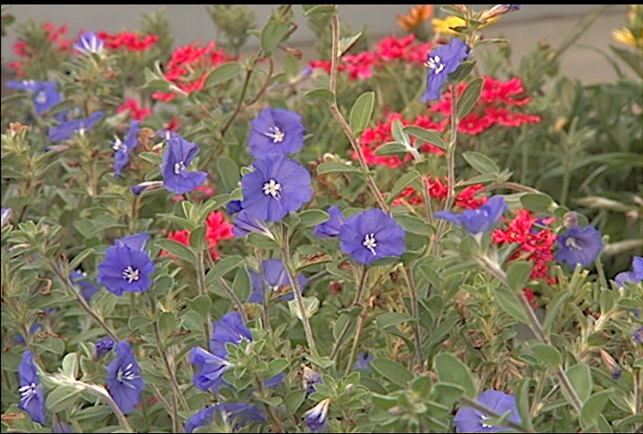 Add true blue flowers to summer landscape