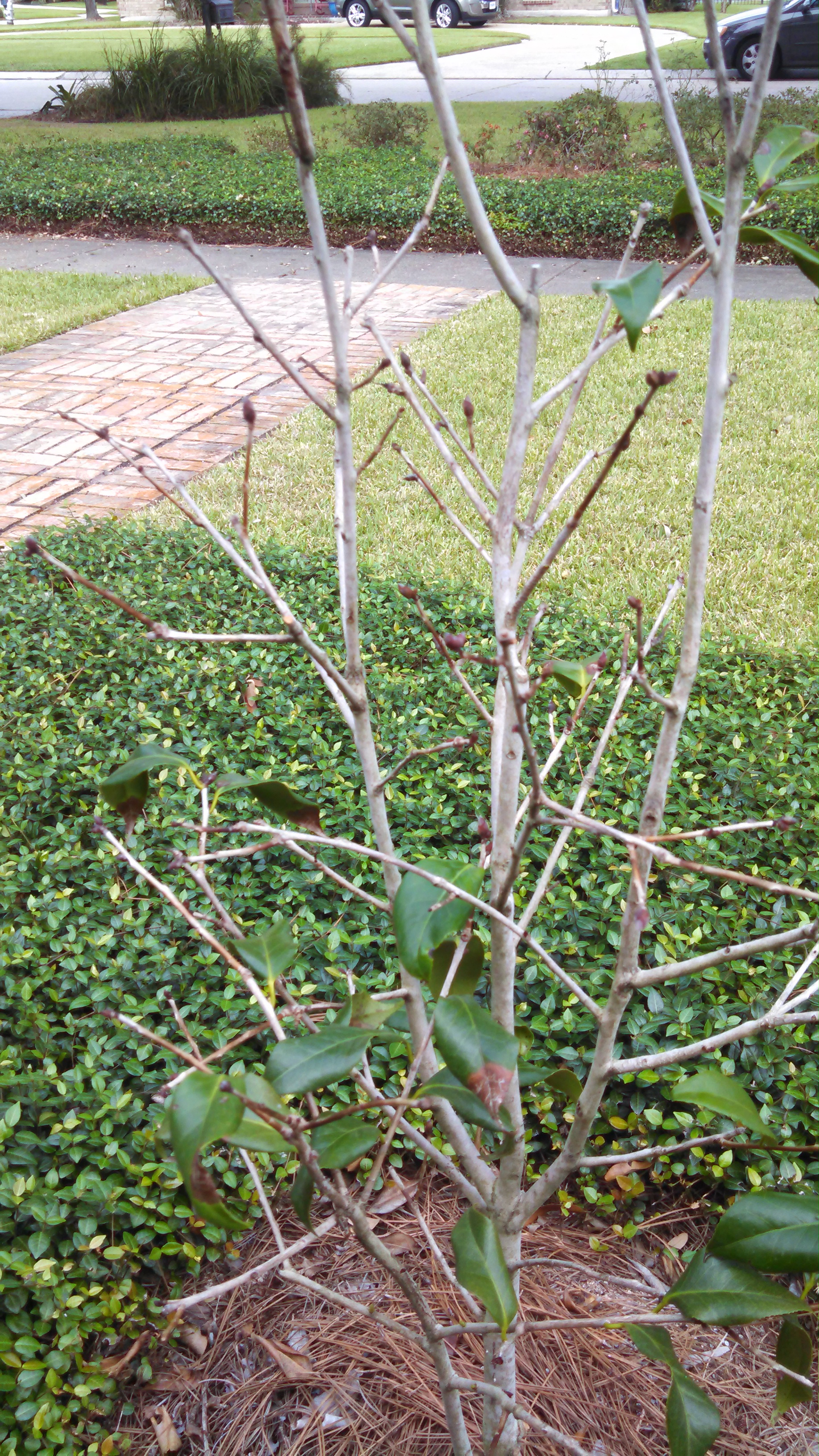 picture of a camellia bush with few leaves