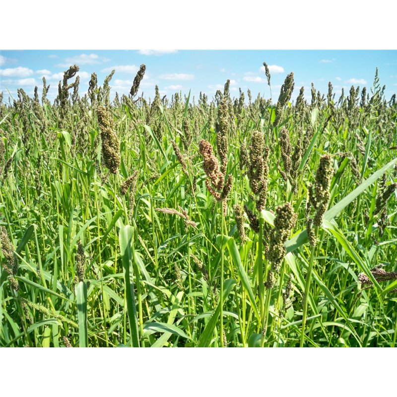 Planting Dove Fields