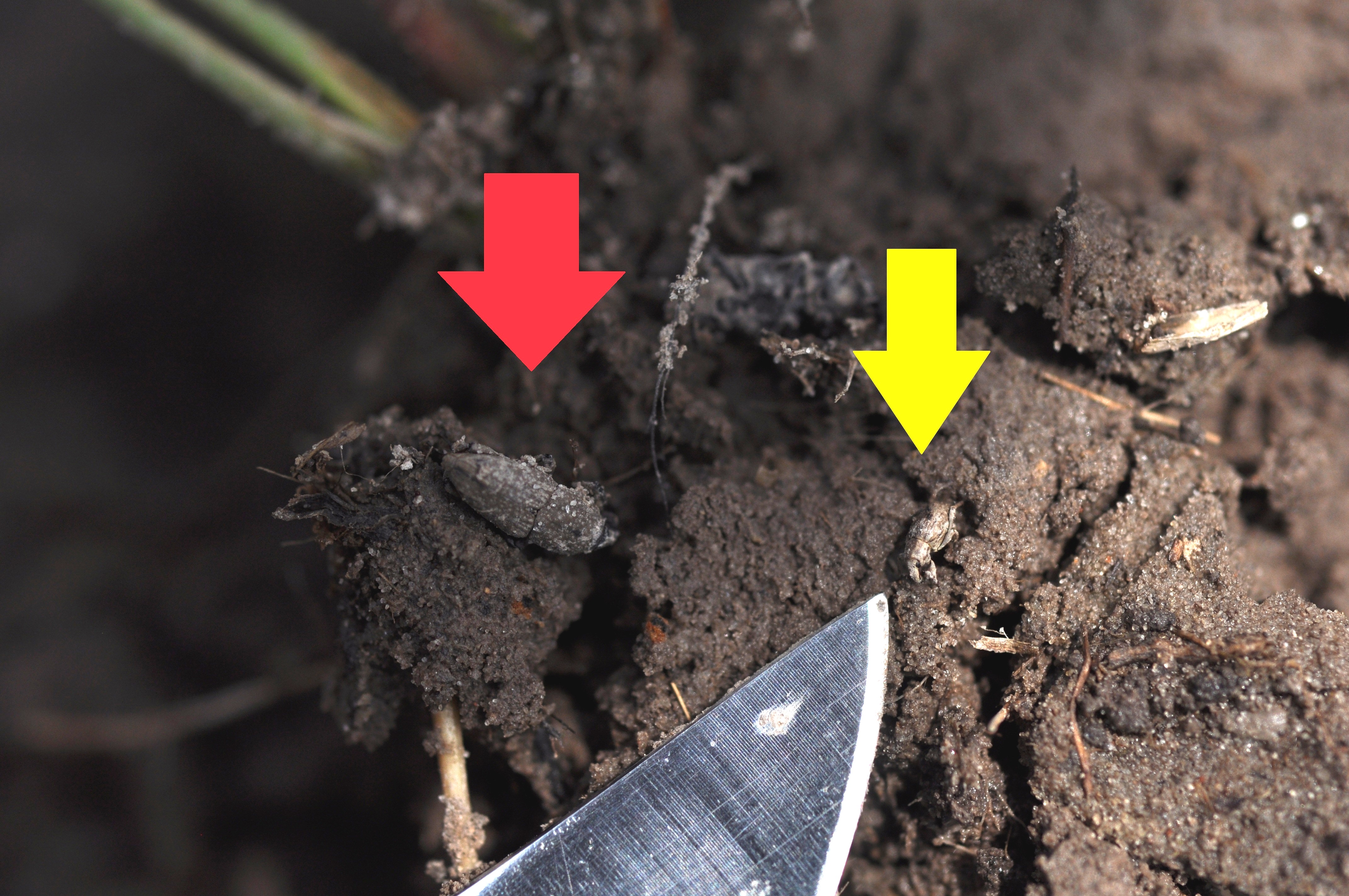 Billbug vs. Rice Water Weevil