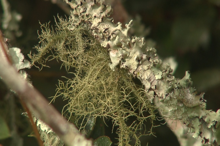 Lichens are harmless