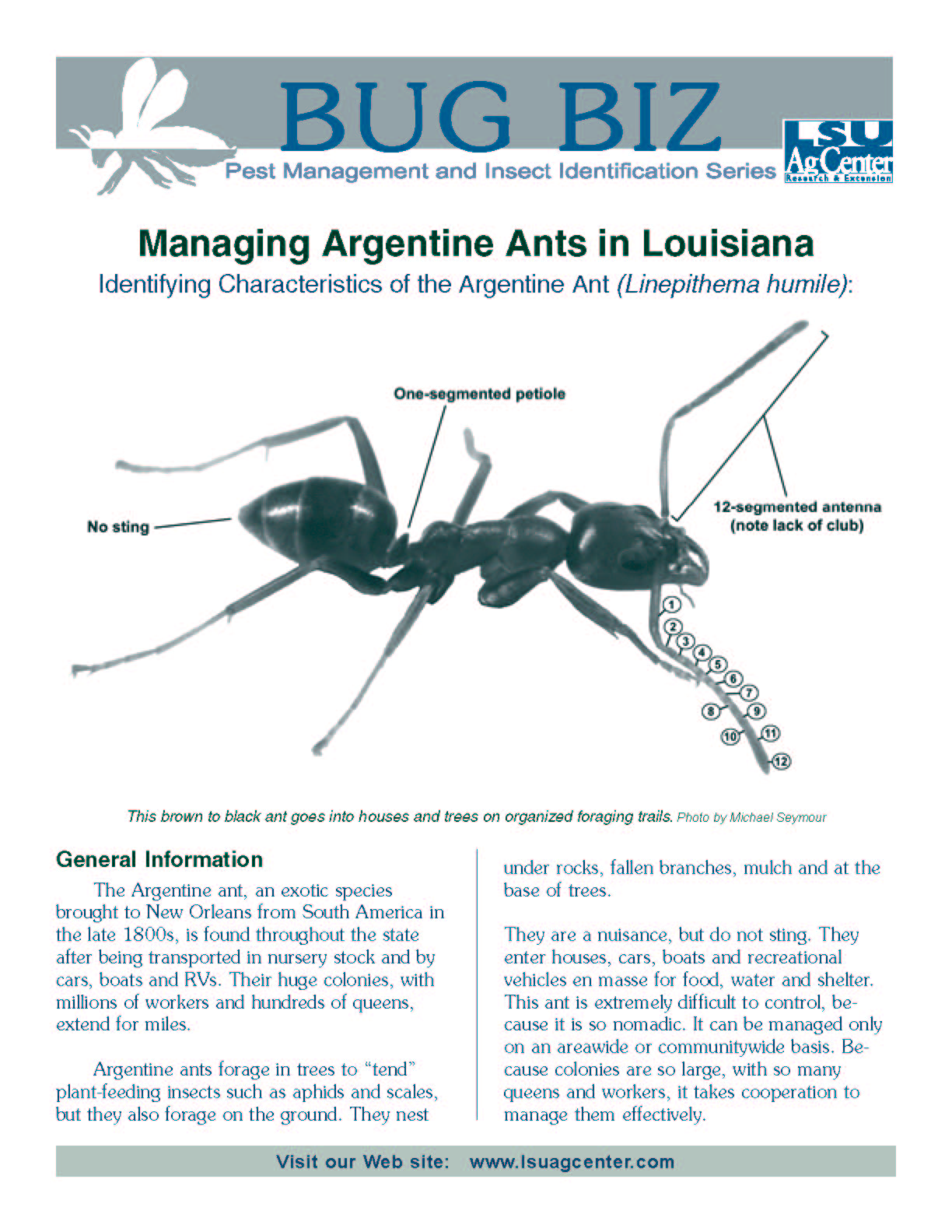 Bug Biz:  Managing Argentine Ants in Louisiana