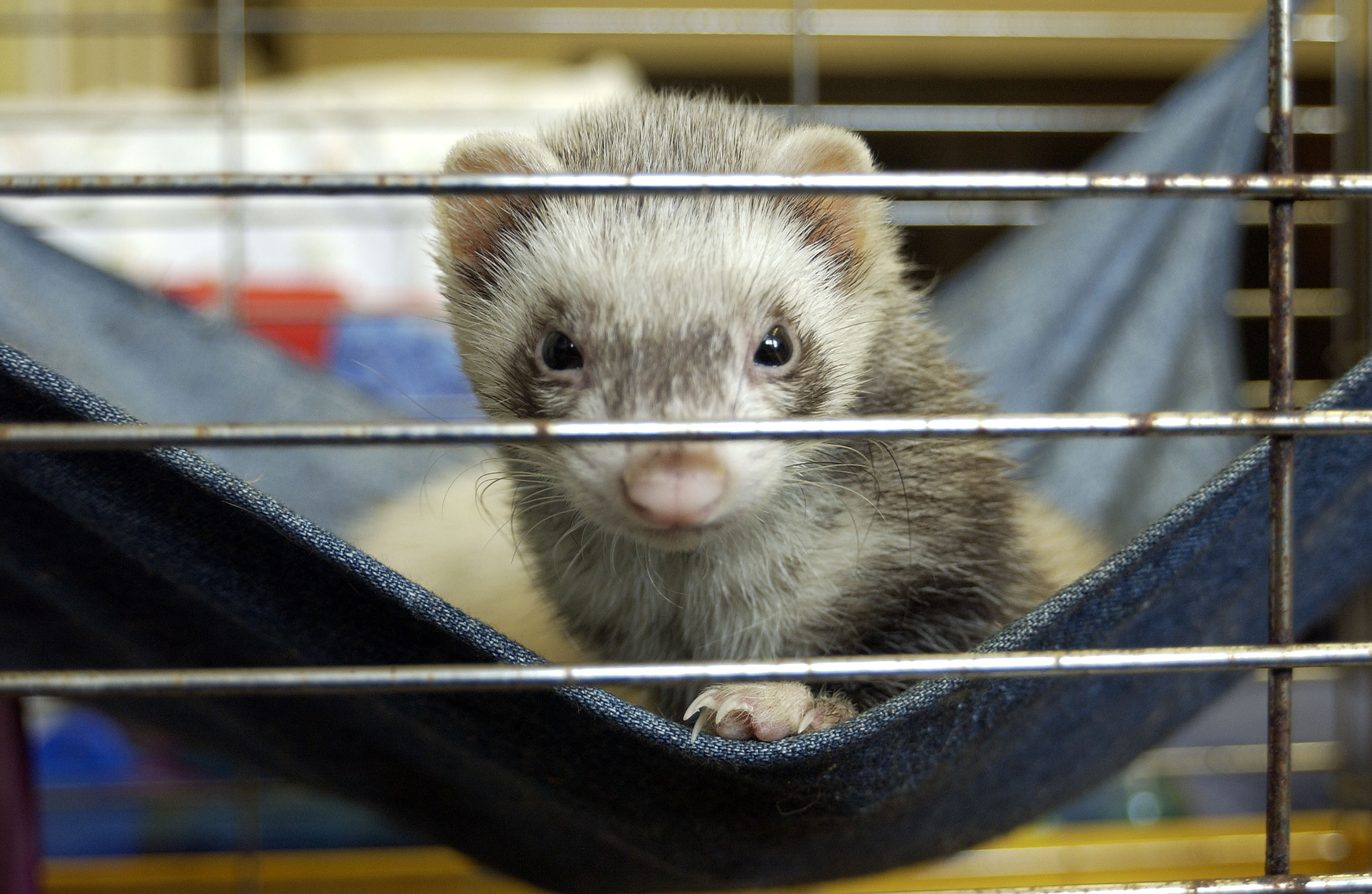 Ferret