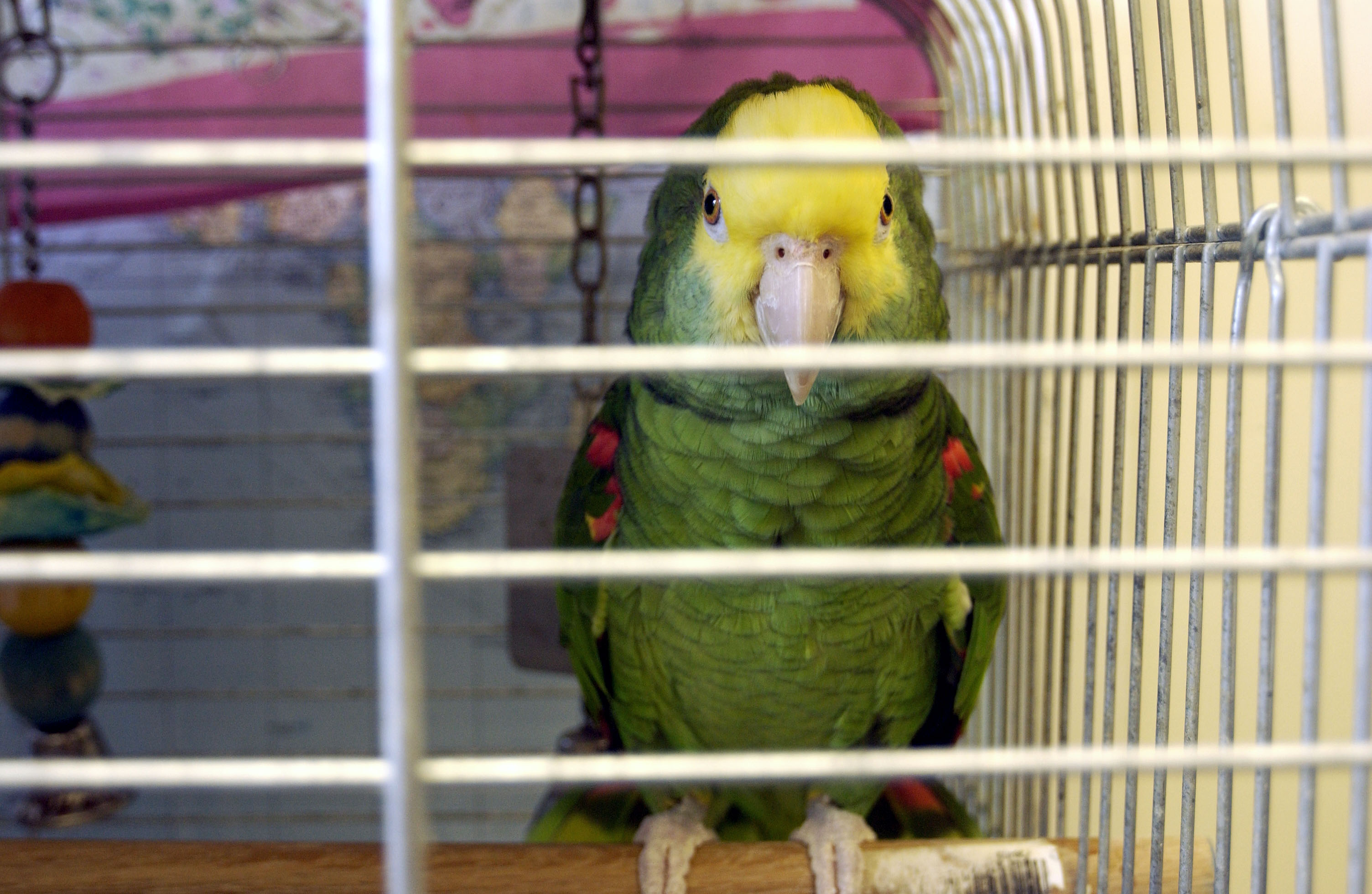 Parrot