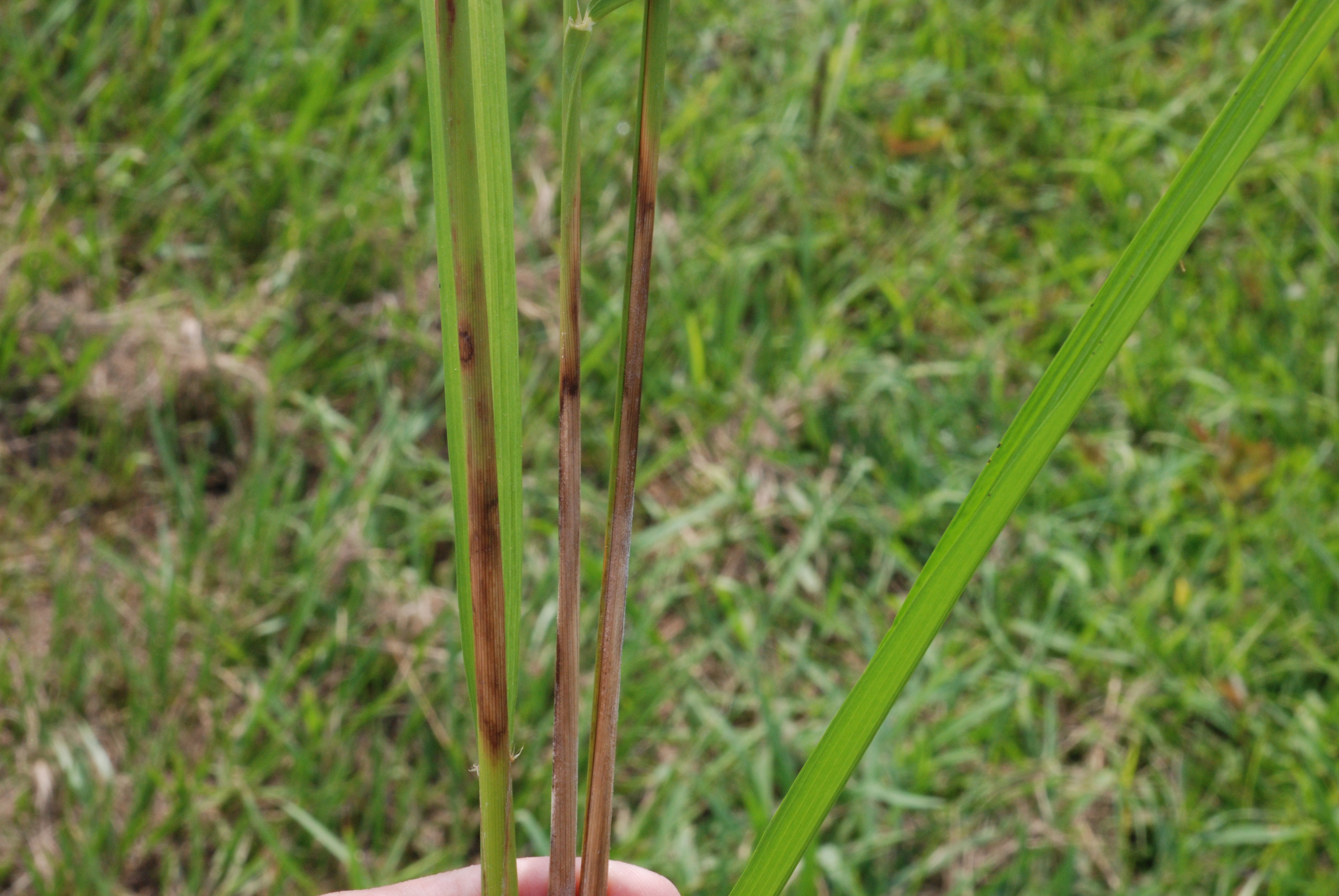 Bacterial Panicle Blight Pathogen 2