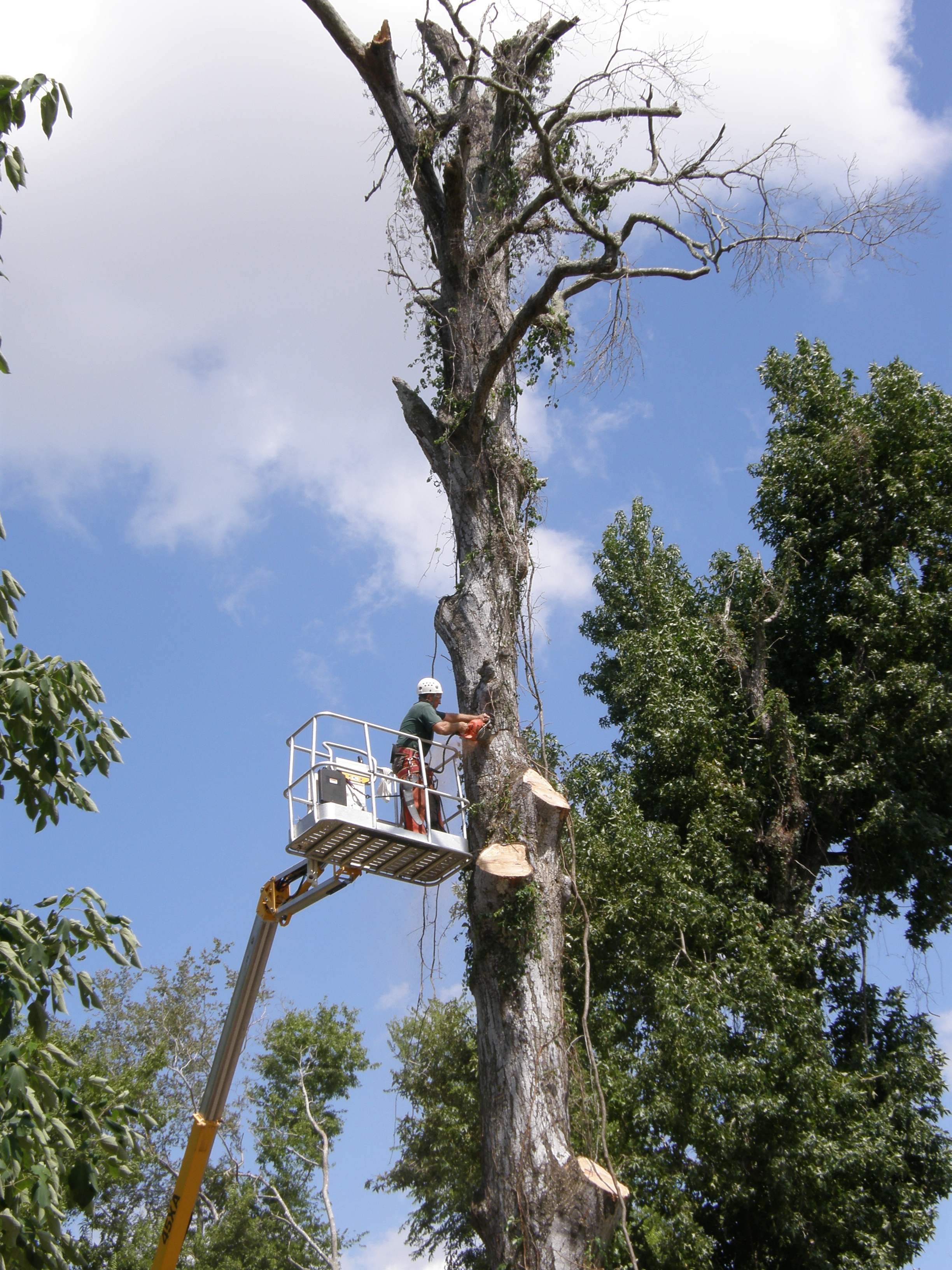 Prepare Trees for Hurricane Season