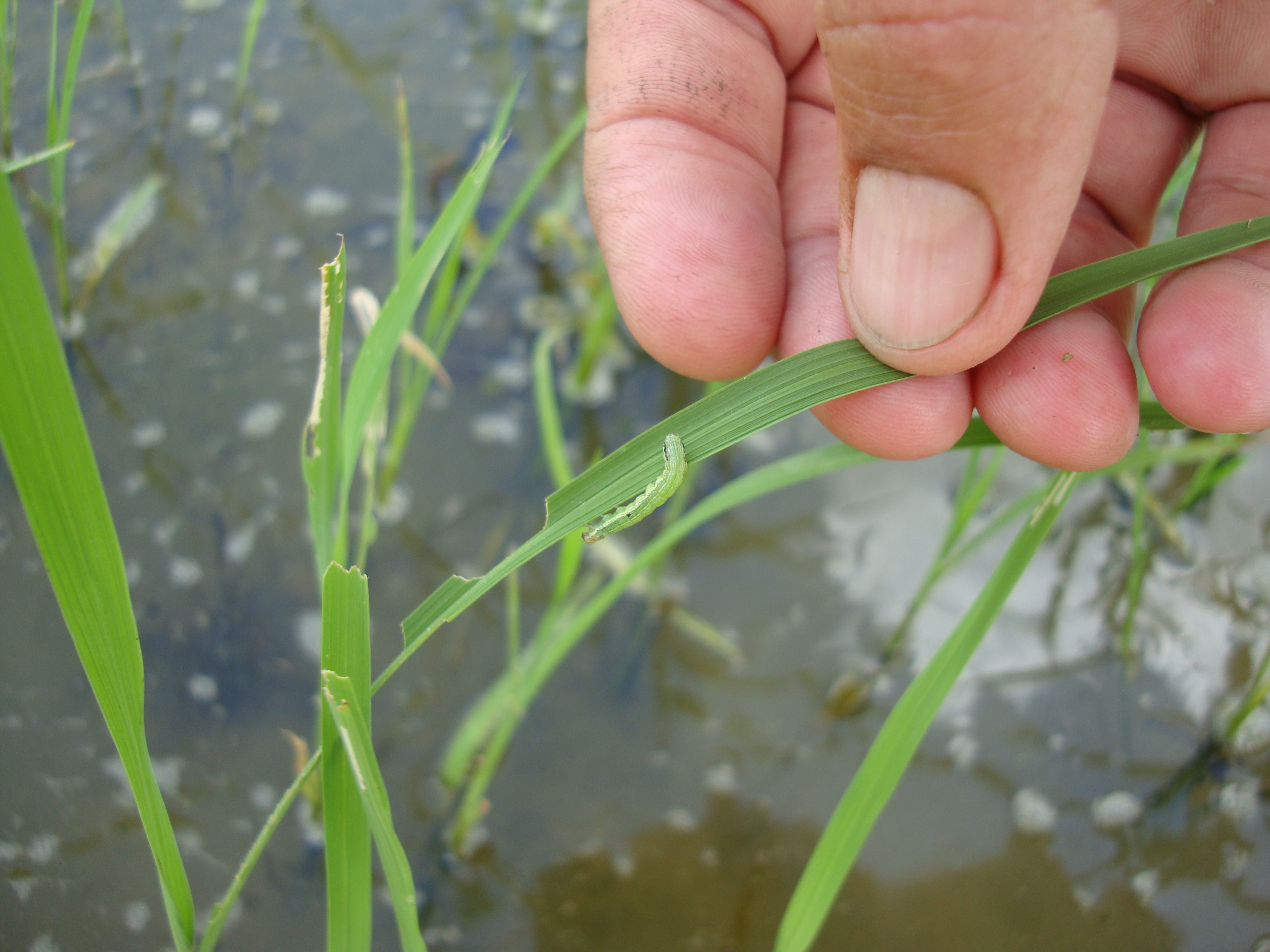 Fall Armyworm Larva 9