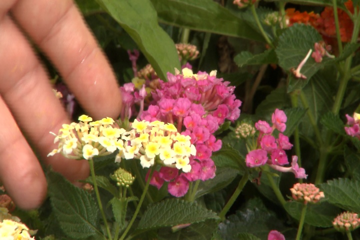 Add colorful drought-tolerant plants to your landscape