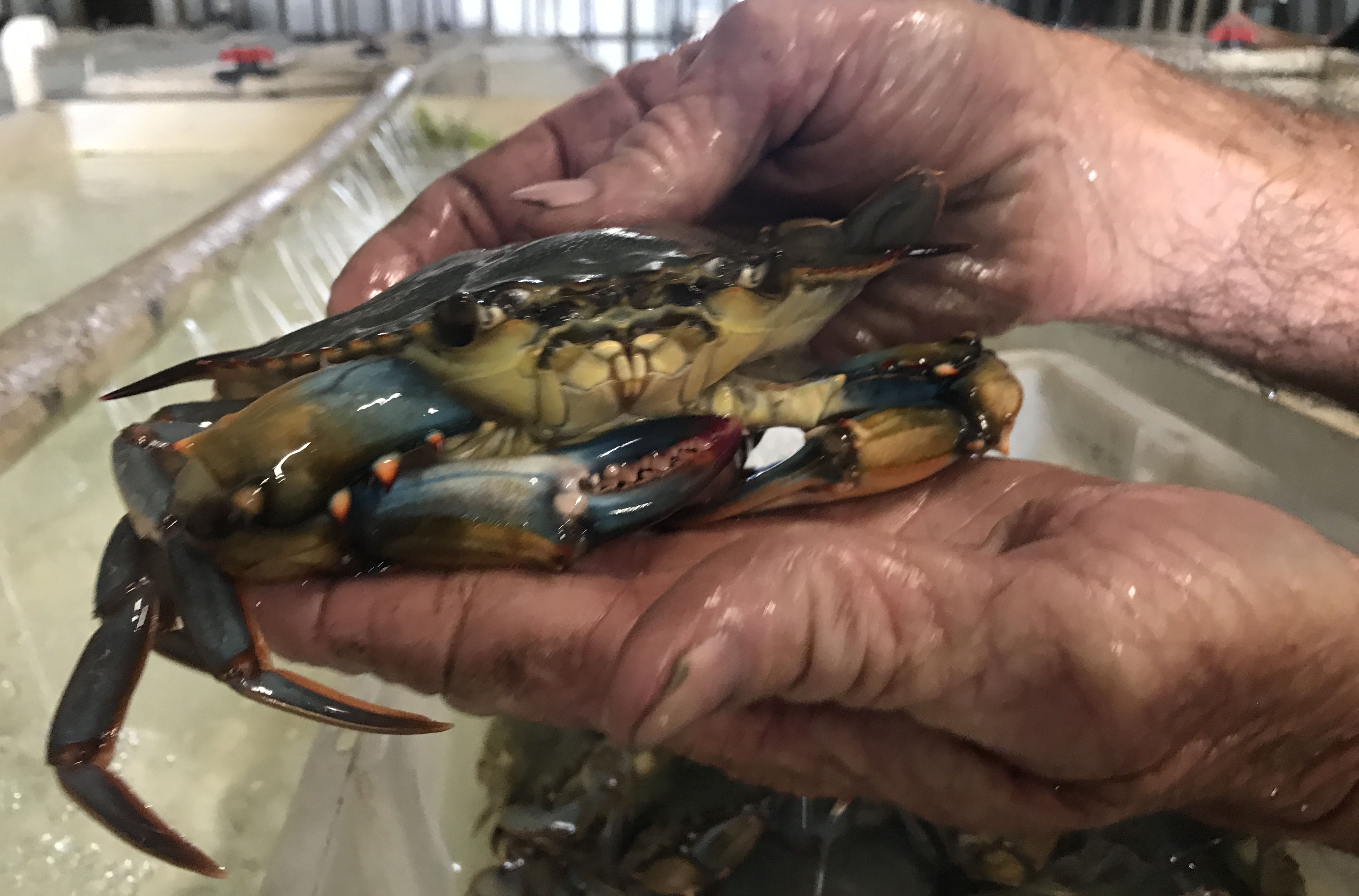 Crab shedders persevere as Louisiana soft-shell crab industry shrinks