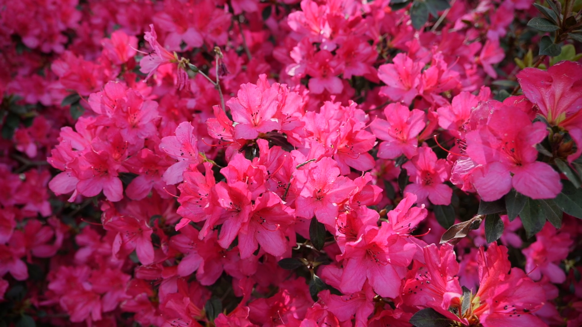 Get It Growing: It’s showtime for azaleas