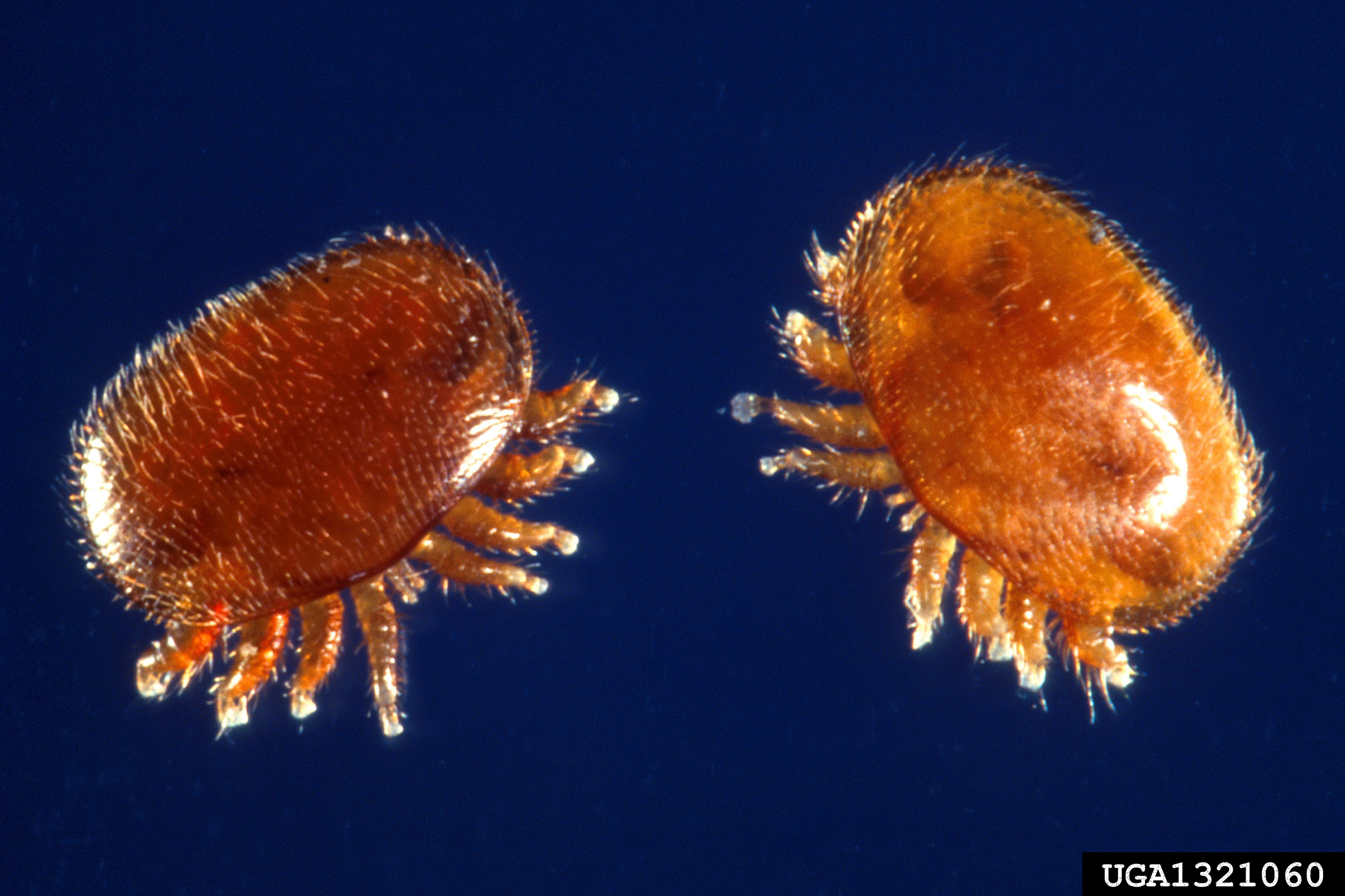 FemaleVarroaMitesjpg