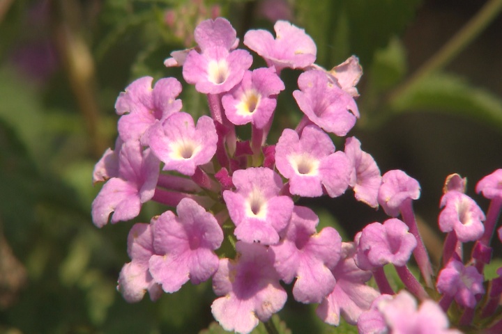 Lantana montevidensis add a beautiful color to your landscape