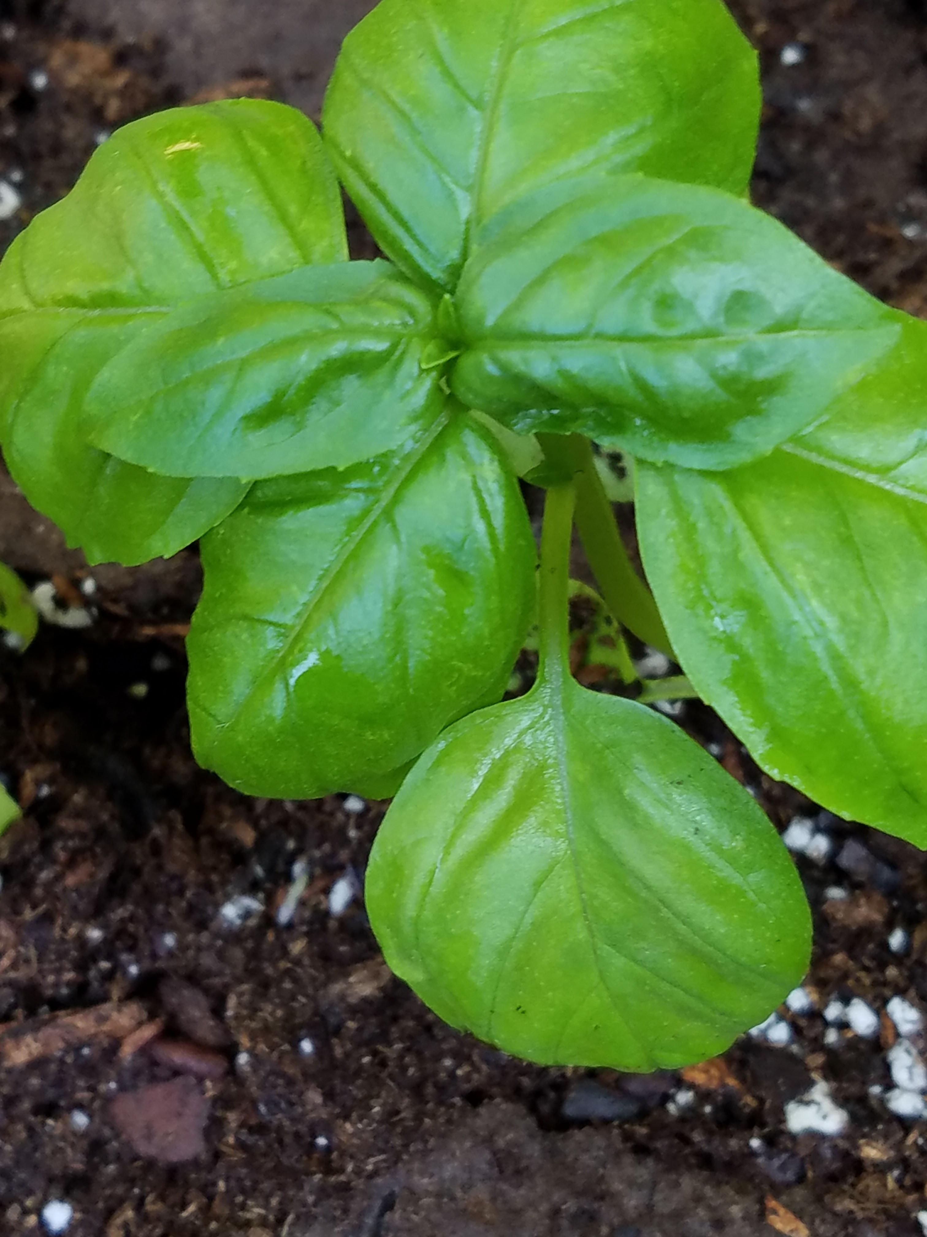 Some herbs do well in summer heat 