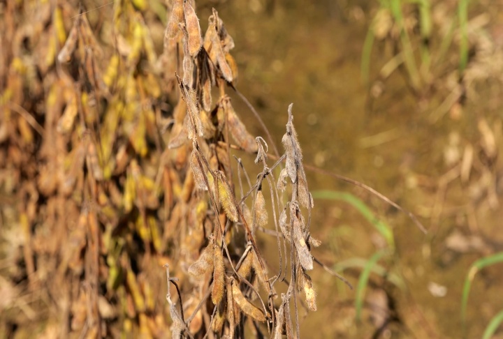Wet August damages Louisiana soybean crop