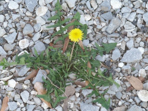 dandelion.jpg thumbnail