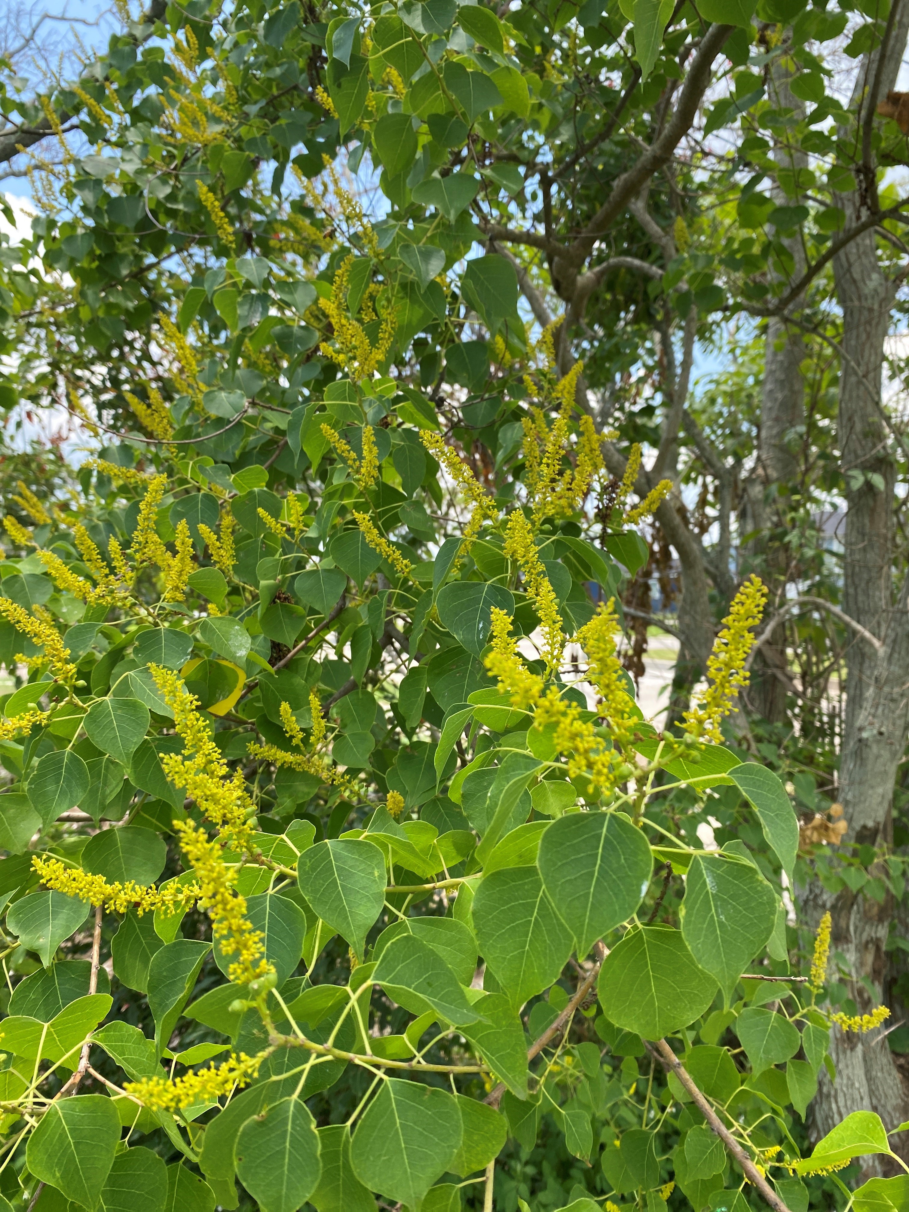 Beehive Buzz: Chinese Tallowtrees & Cold Damage