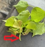 6.5_fig_2_tallow_bloom.jpg thumbnail