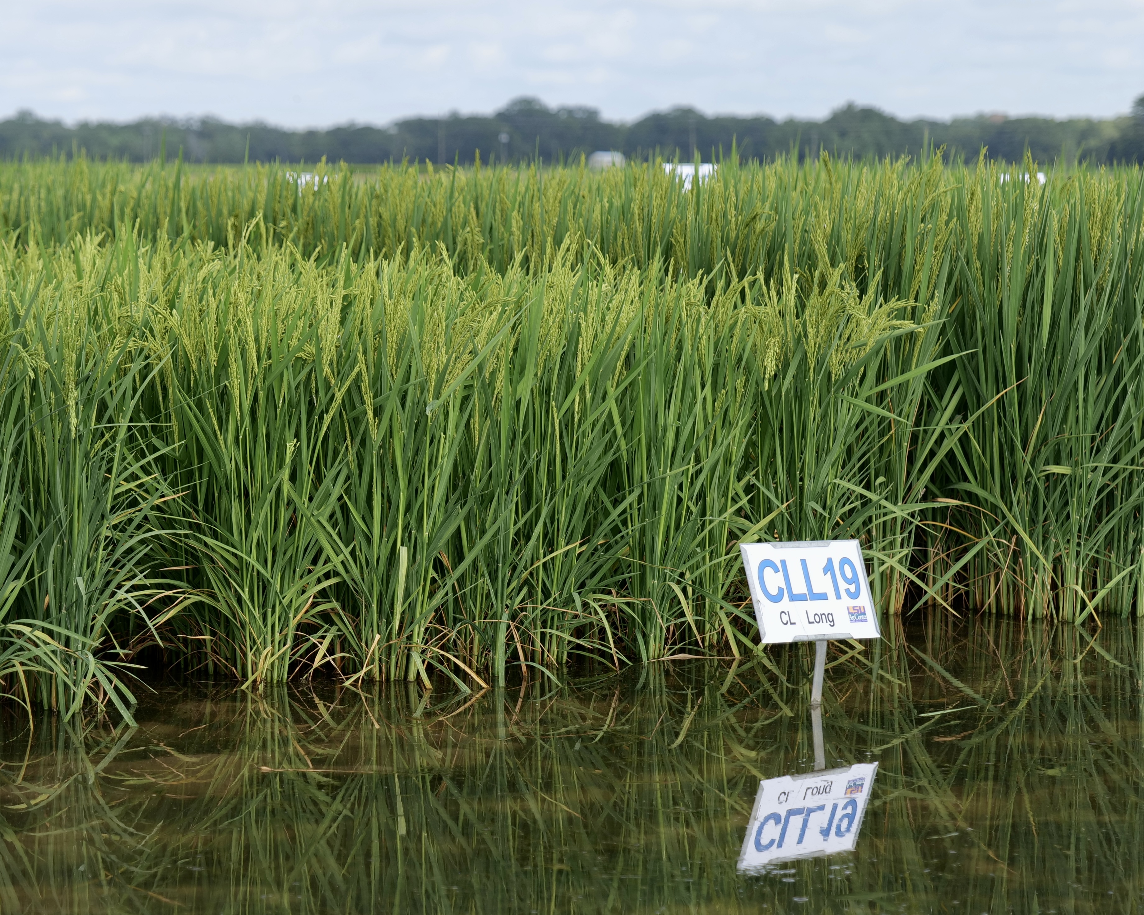 Rice research featured at sweltering field day