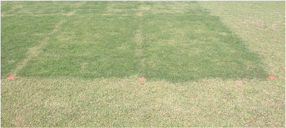 Nitrogen in Lawn Fertilizers