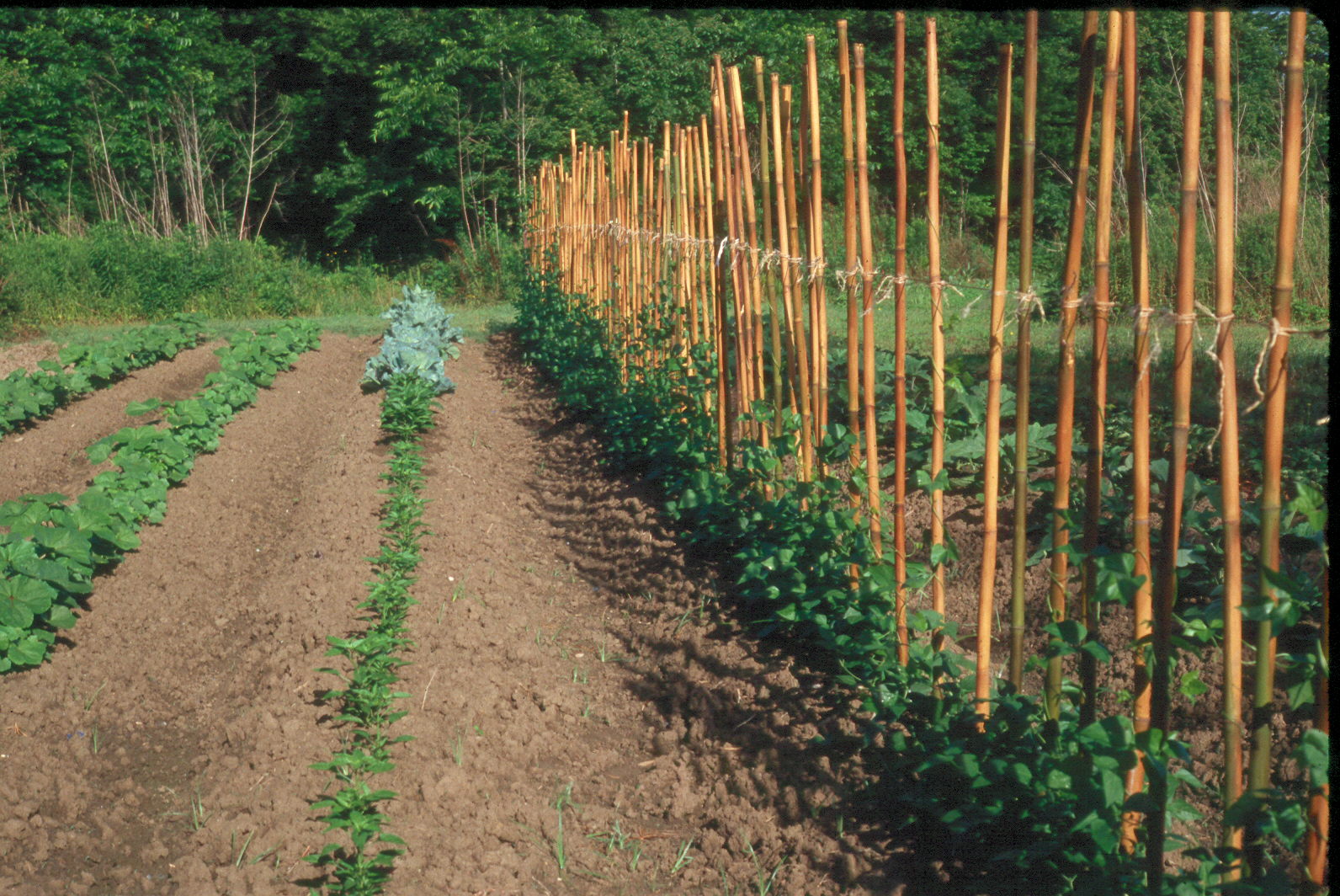 Vegetable Gardening Show