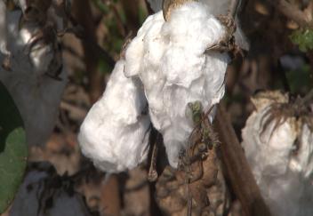 Louisiana cotton crop expected to be small