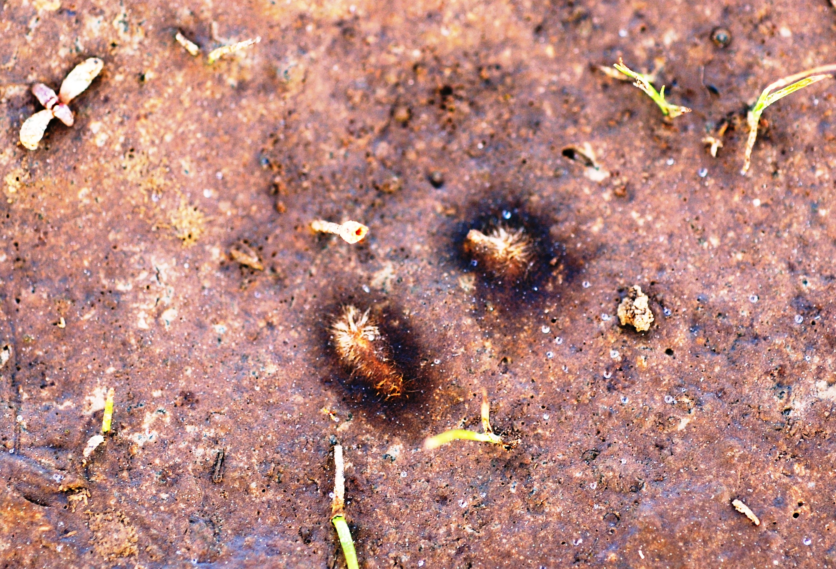Course Mycelium