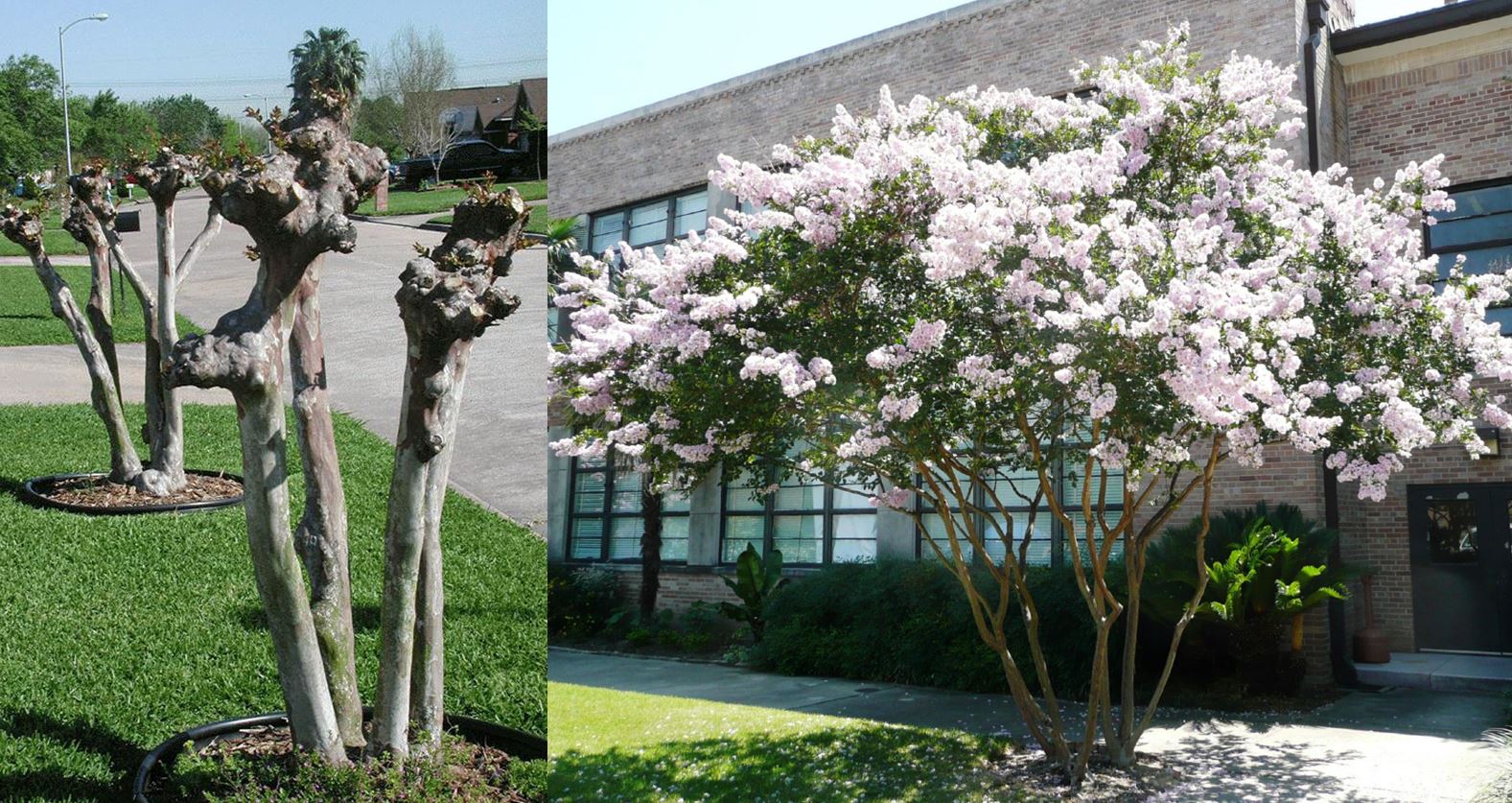 Murdering Crape Myrtles