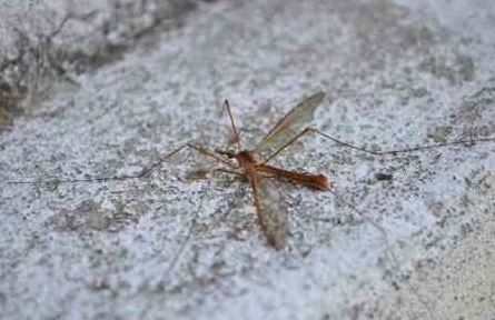 Crane Flies Caterpillars and June Bugs