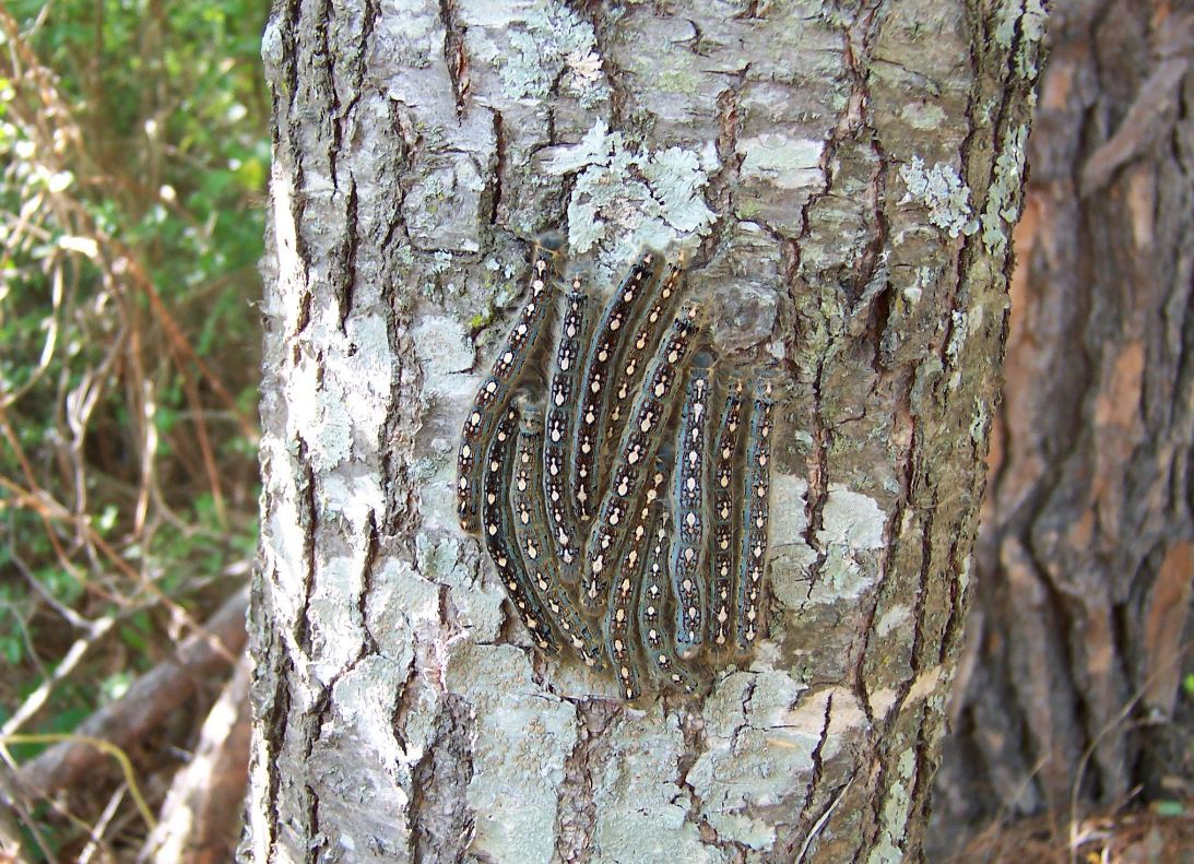 Forest Tent Caterpillar