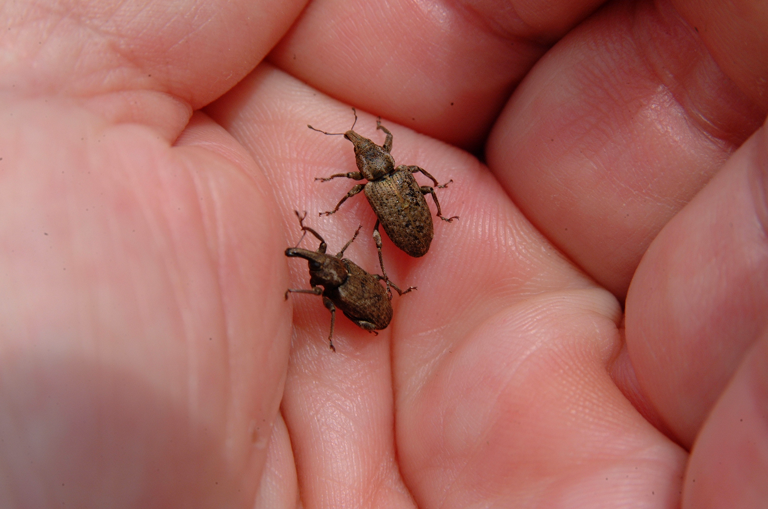 Sphenophorus Adults – “Rice Levee Bill Bugs”