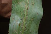 Sugarcane Aphids
