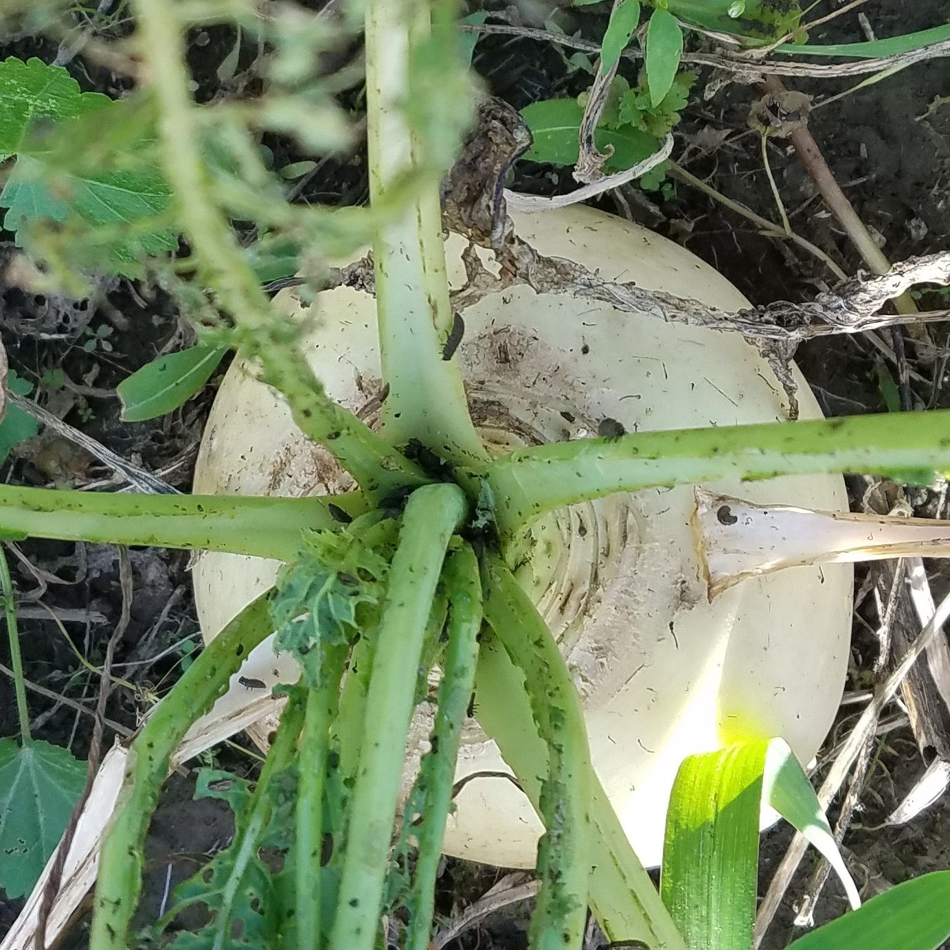 PhytoFindings: Yellowmargined Leaf Beetles on Turnips
