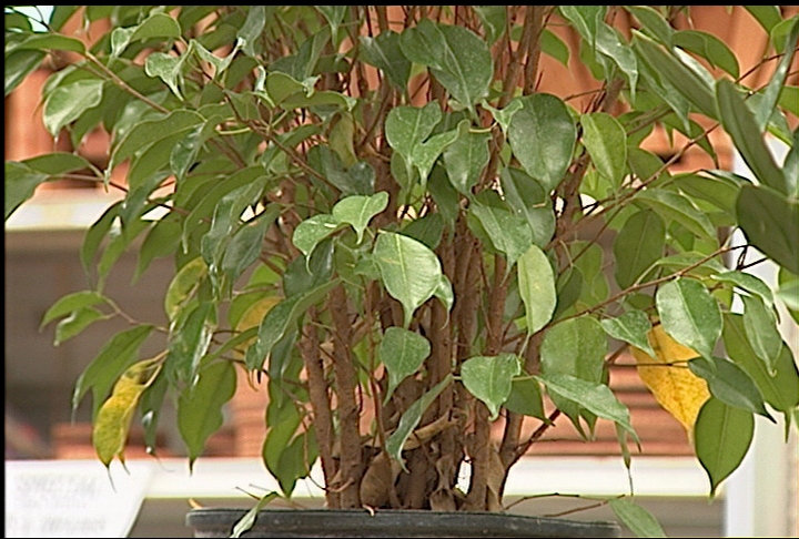 Fertilize indoor plants correctly