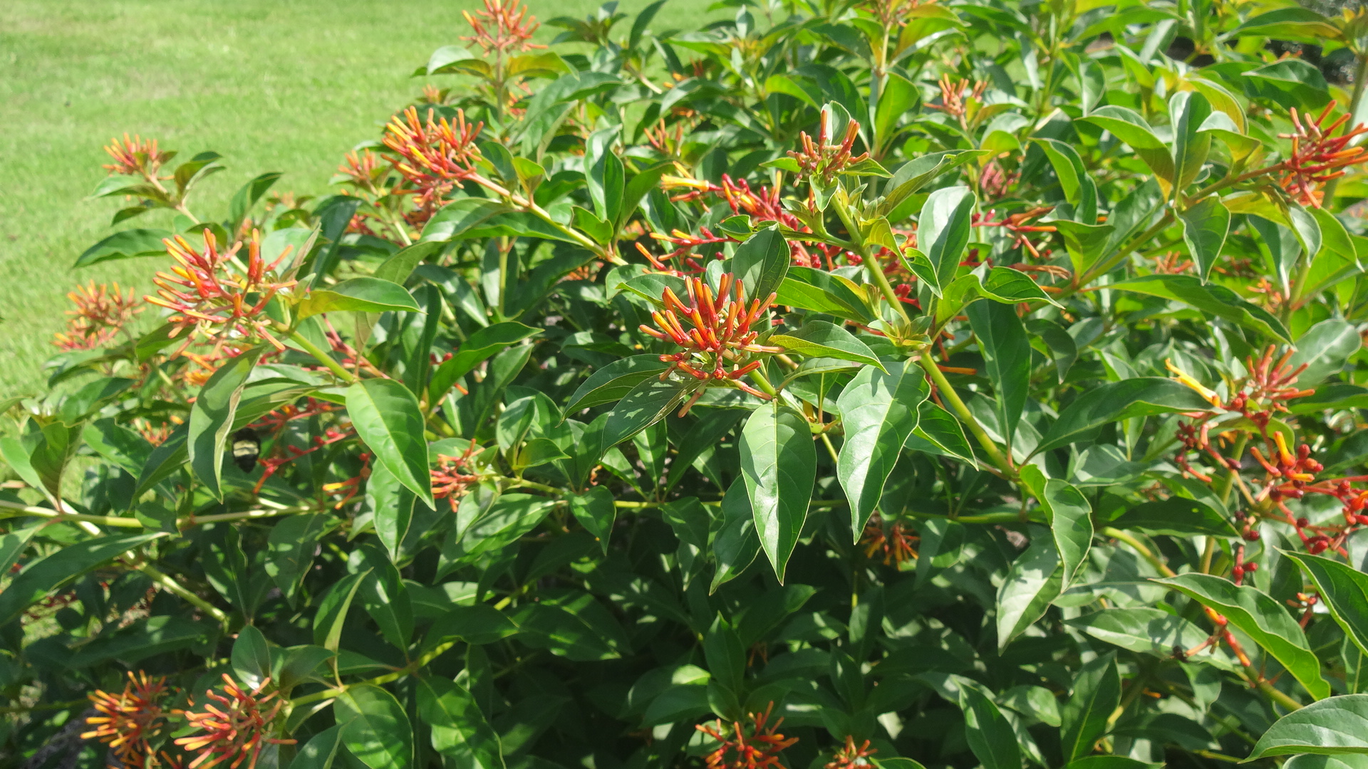 Firebush – Ornamental Plant of the Week for September 21, 2015