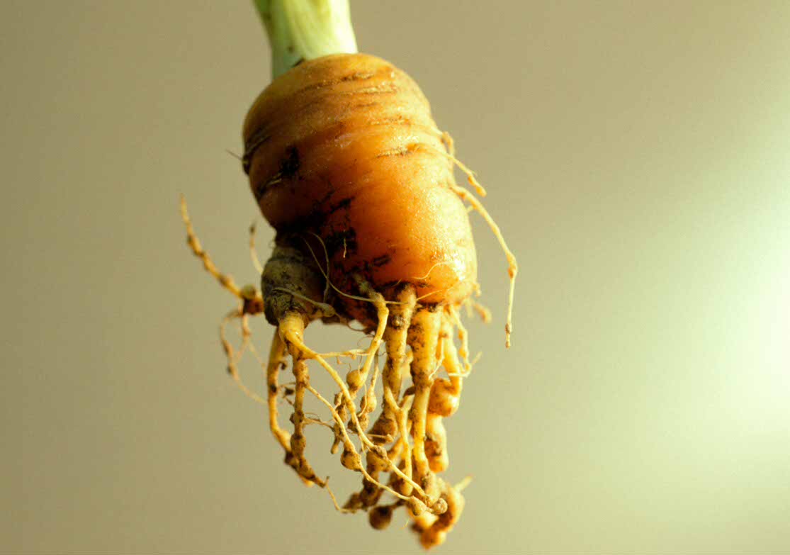 rootknot on carrot