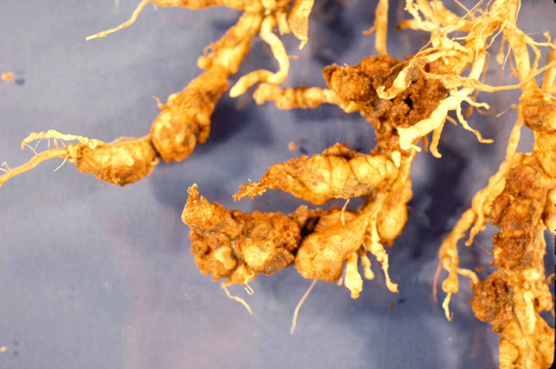 Managing Nematodes in the Garden