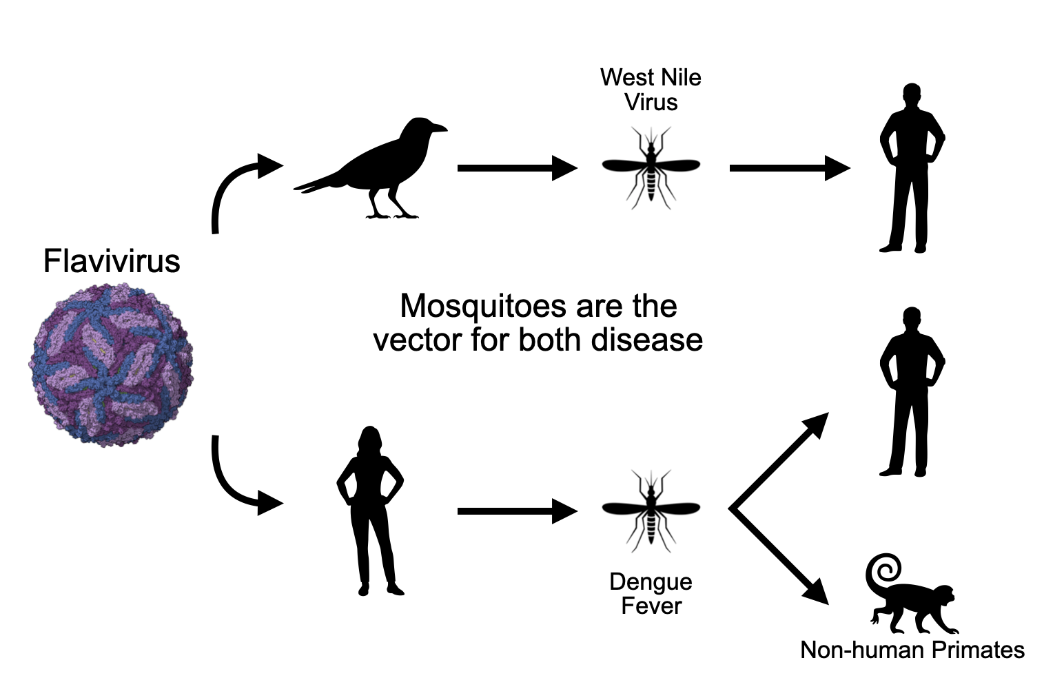 Diagram of how pathogens can spread by disease vectors.