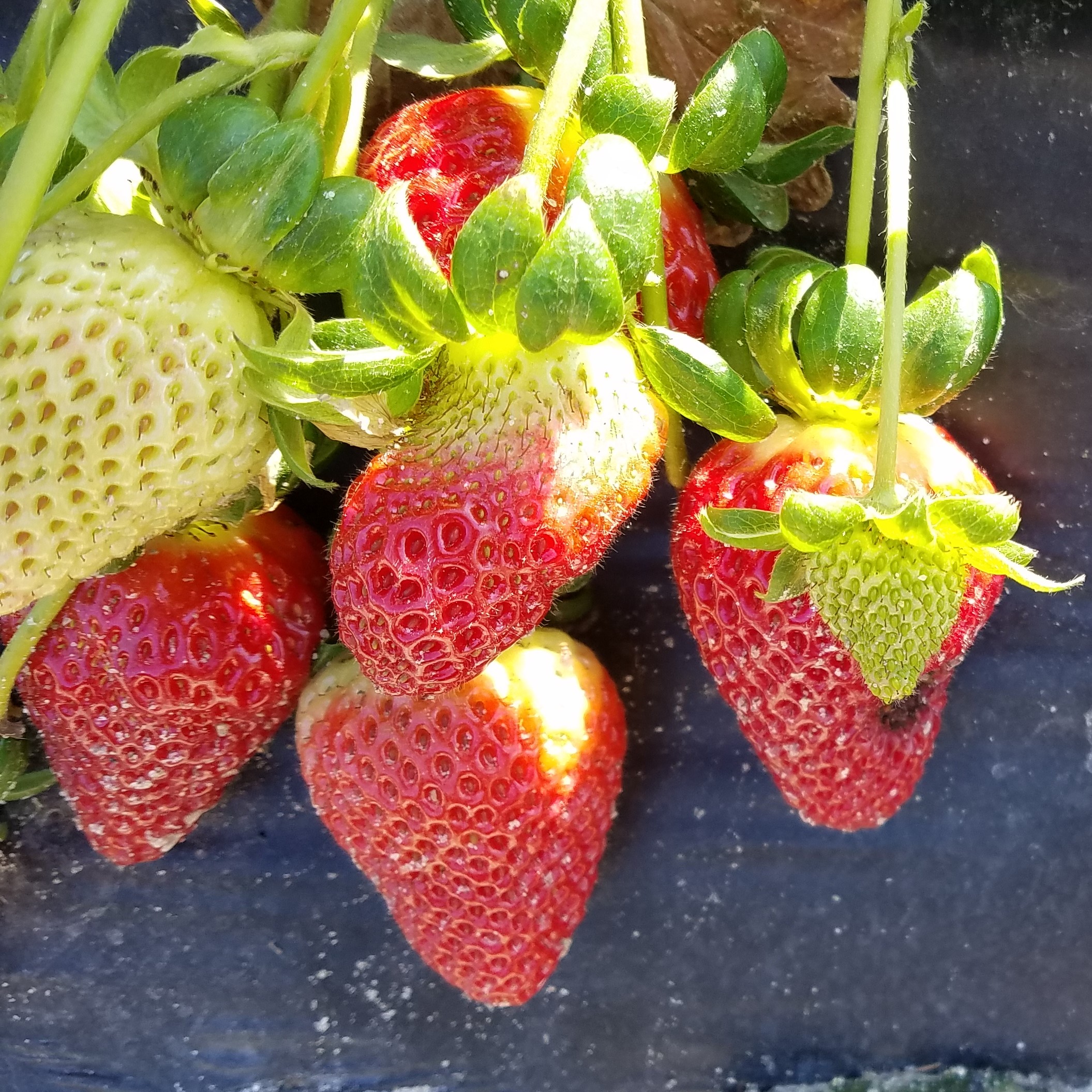 Do You Want to Grow Strawberries at Home?